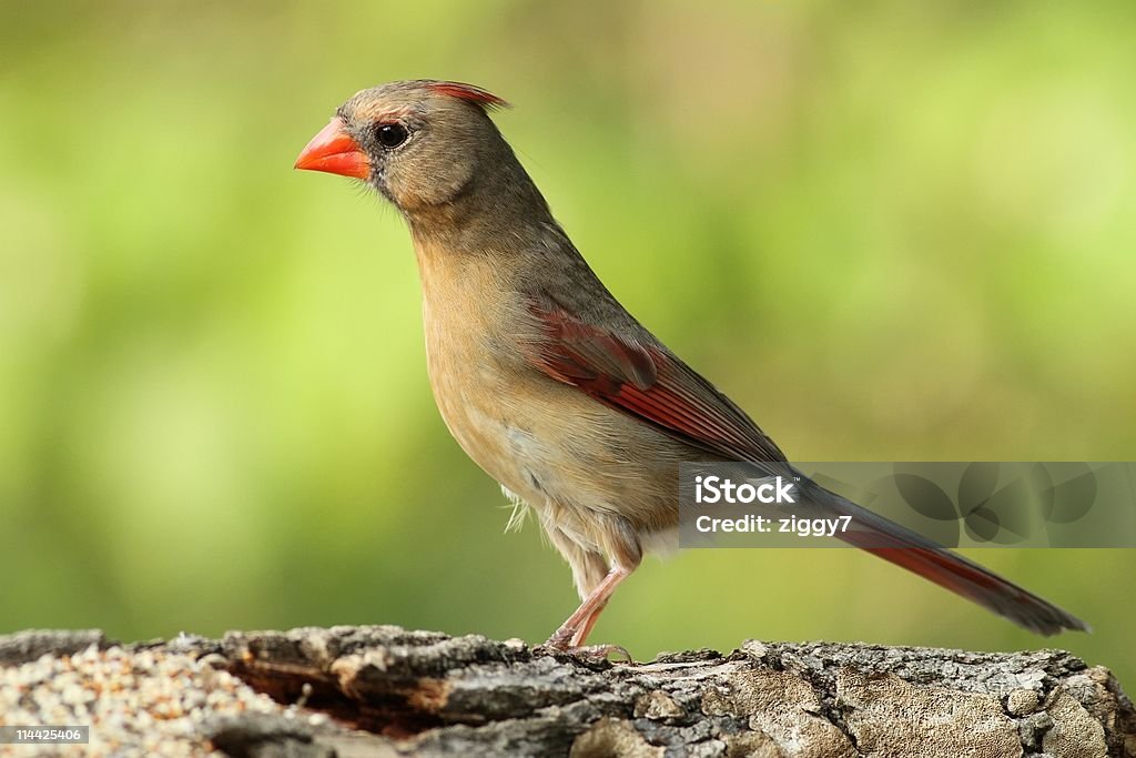 Hübsche Cardinal - Lizenzfrei Bildkomposition und Technik Stock-Foto