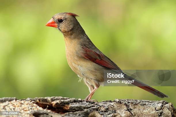 Hübsche Cardinal Stockfoto und mehr Bilder von Bildkomposition und Technik - Bildkomposition und Technik, Farbbild, Fotografie