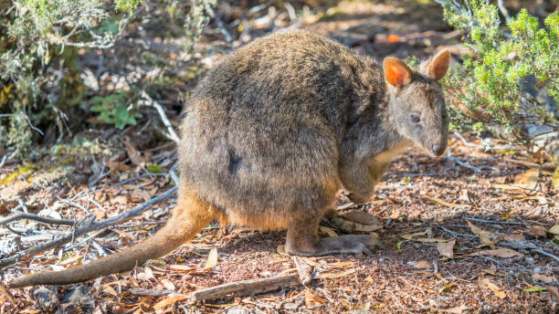 istock A Wallaby in Cradle Mountain 1144254911