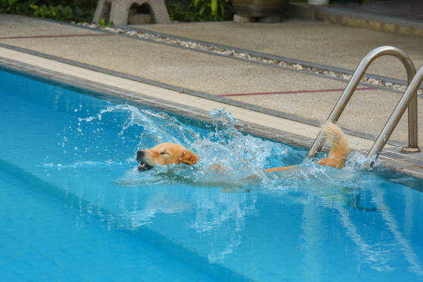 istock Golden Retriever Puppy Exercise in Swimming Pool 1144255138