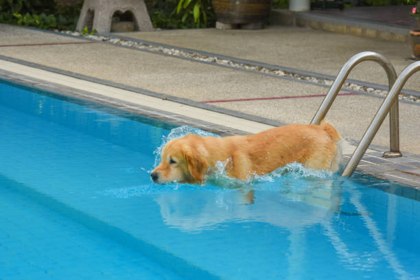 istock Golden Retriever Puppy Exercise in Swimming Pool 1144255831
