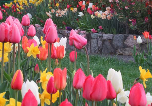 istock Beautiful & Bright Tulip Flowers Blossom In Spring 2019 1144255843