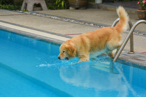 istock Golden Retriever Puppy Exercise in Swimming Pool 1144255906