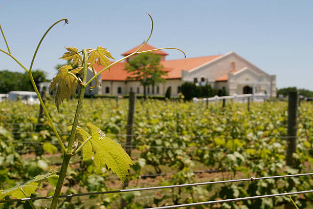 istock Vineyard and house in Long Island 114425631