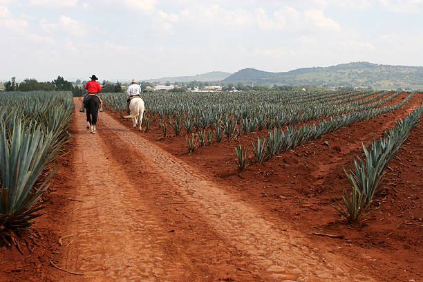 . 용설란 - footpath single lane road road farm 뉴스 사진 이미지