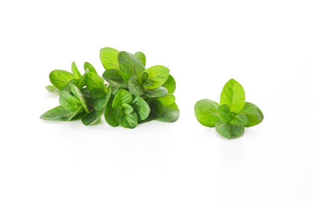 istock fresh green leaves of mint on a white background 1144256760