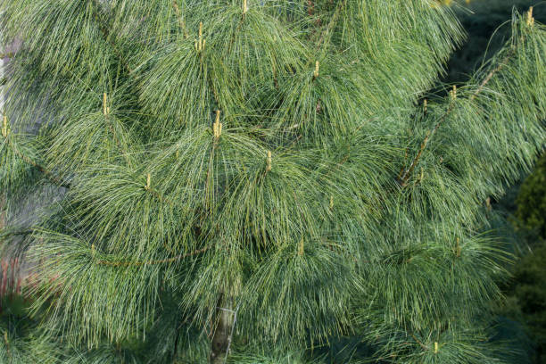 pinus wallichiana  bhutan pine,himalayan pine tree pinus wallichiana  bhutan pine,himalayan pine tree in garden pinus wallichiana stock pictures, royalty-free photos & images