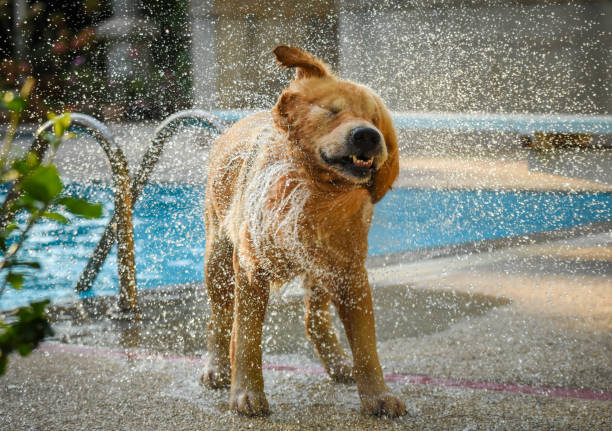 istock Dog (Golden Retriever) Shaking Water by Swimming Pool 1144256892