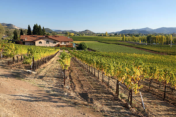 vinhas no vale de napa - vineyard in a row crop california imagens e fotografias de stock