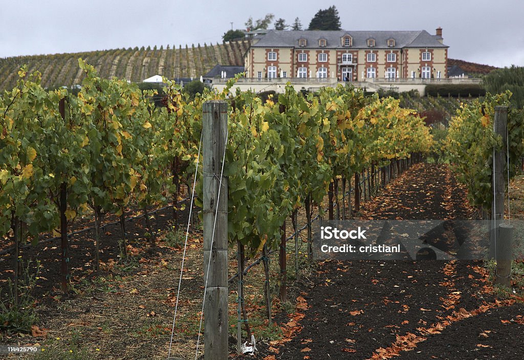 Winiarnia w Carneros - Zbiór zdjęć royalty-free (Carneros Valley)