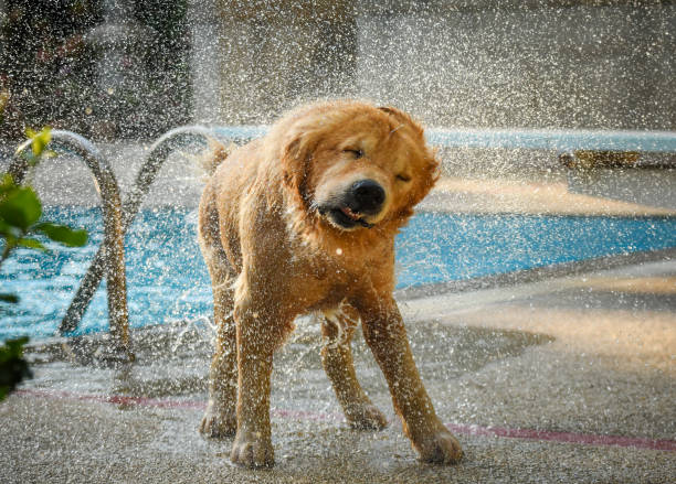 istock Dog (Golden Retriever) Shaking Water by Swimming Pool 1144258018