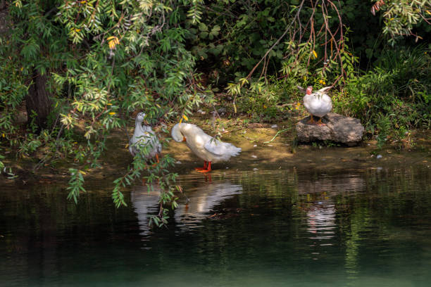 istock Birds near to the water 1144258038