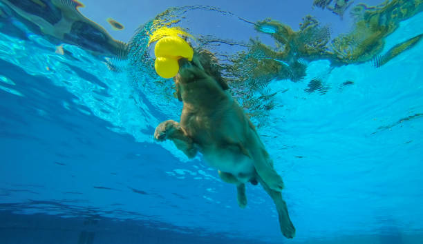 istock Golden Retriever Puppy (Dog) Exercise in Swimming Pool 1144258225