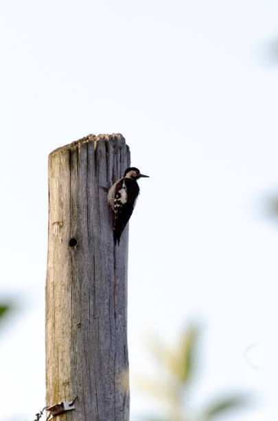 istock European spotted woodpecker 1144258328