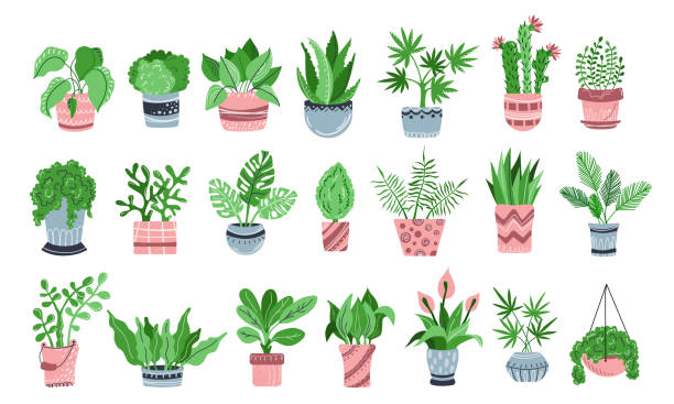 ilustrações, clipart, desenhos animados e ícones de vetor houseplants set - tropical climate white background palm tree leaf