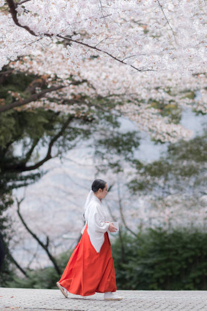 une miko marchant sous les fleurs de cerisier - shintoïsme photos et images de collection