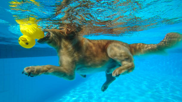 istock Golden Retriever Puppy (Dog) Exercise in Swimming Pool 1144259585