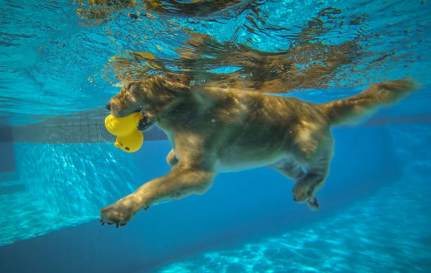 istock Golden Retriever Puppy (Dog) Exercise in Swimming Pool 1144259877