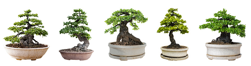 Bonsai trees isolated on white background. Its shrub is grown in a pot or ornamental tree in the garden.