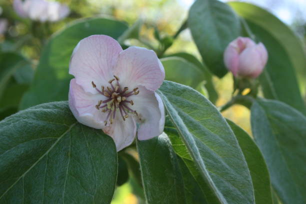 istock Quince in blooming  Spring season 1144262078