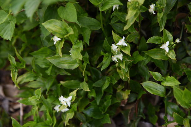 istock Wandering Jew flowers 1144262906