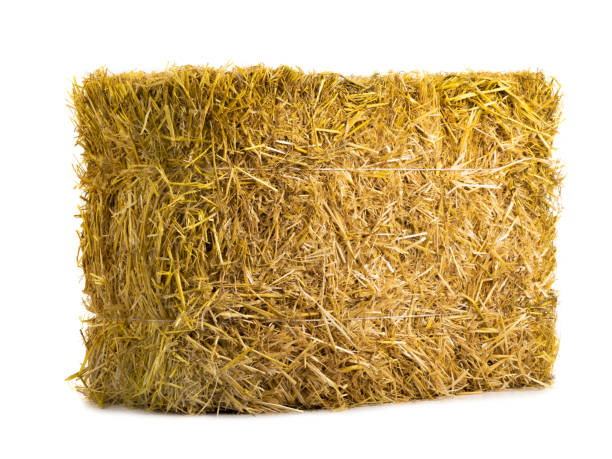 istock yellow dry barley straw isolated on white 1144266346