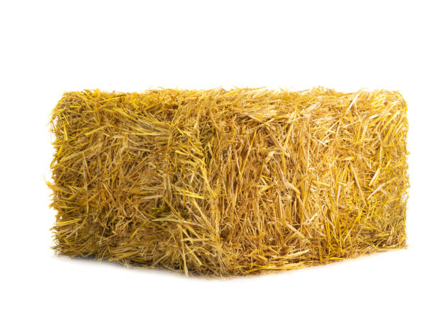 istock yellow dry barley straw isolated on white 1144266371
