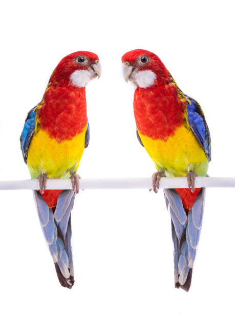 istock two parrot Rosella parrot isolated on white 1144266375