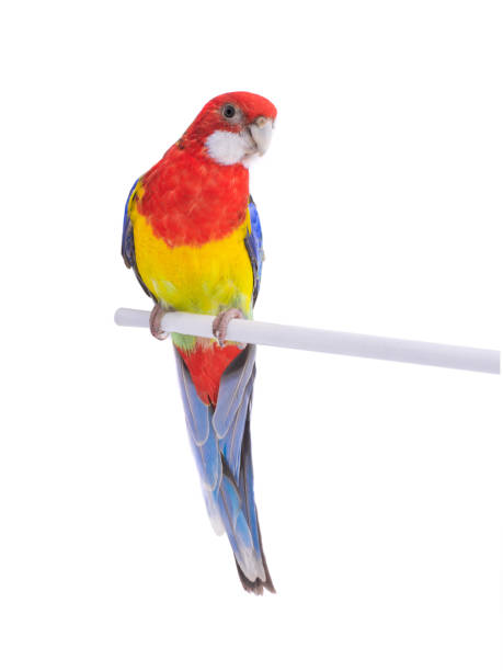 istock parrot Rosella parrot isolated on white 1144266381