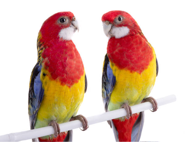istock two parrot Rosella parrot isolated on white 1144266406