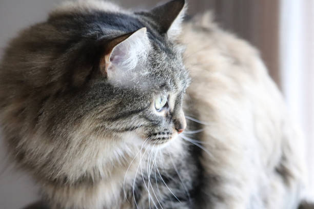 istock Close up of kitten looking outside 1144267290