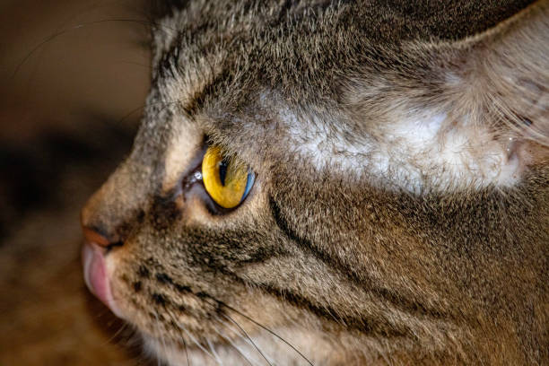 istock Playful kitten licking her nose 1144267520