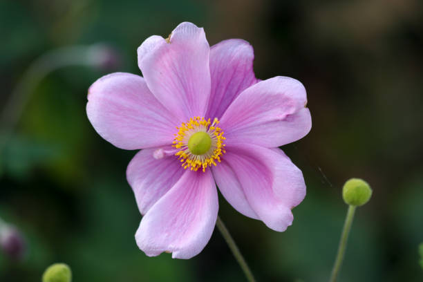 istock Pink Springtime Flower with Green Background 1144267632