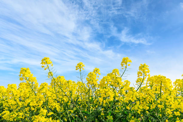 istock Yellow rape flowers blossoms in farmland field 1144268945