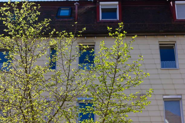 istock fresh green tree at city facades in springtime 1144269254