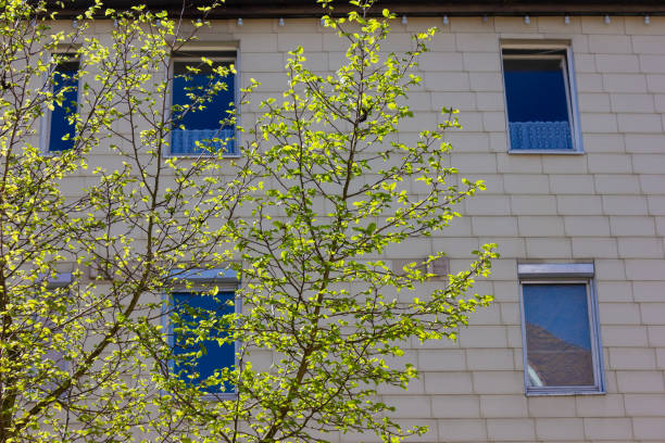istock fresh green tree at city facades in springtime 1144269259
