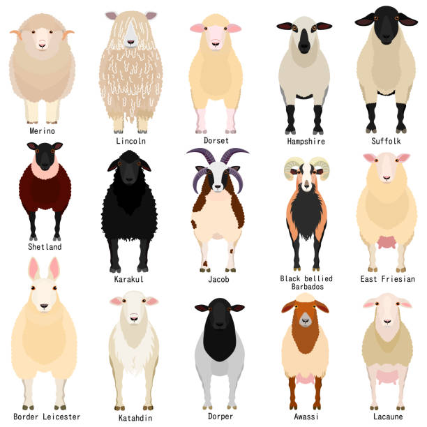 sheep chart with breeds name sheep chart with breeds name sheep illustrations stock illustrations