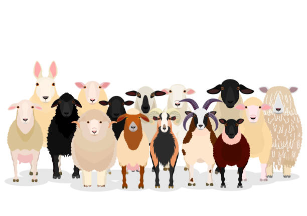 illustrations, cliparts, dessins animés et icônes de groupe de moutons divers - sheep flock of sheep herd sheep herd