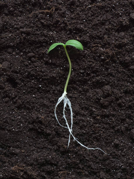 istock Sprout with roots laid out on a soil background. 1144273511