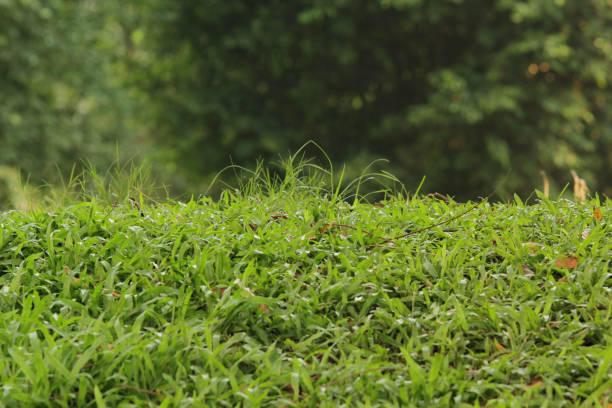 istock Fresh grass meadow scene with green color 1144273795