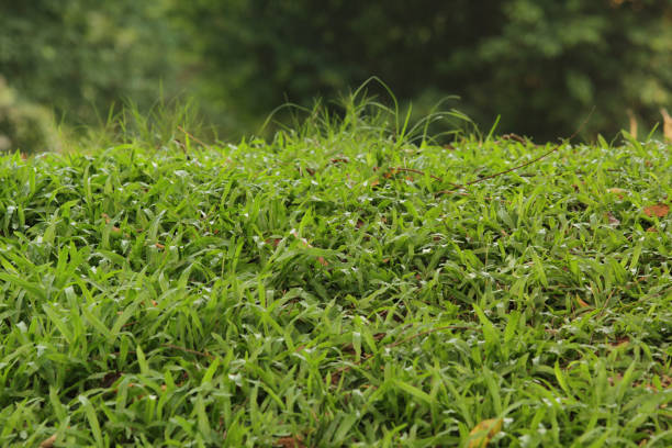 istock Fresh grass meadow scene with green color 1144273821