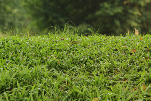 istock Fresh grass meadow scene with green color 1144273885