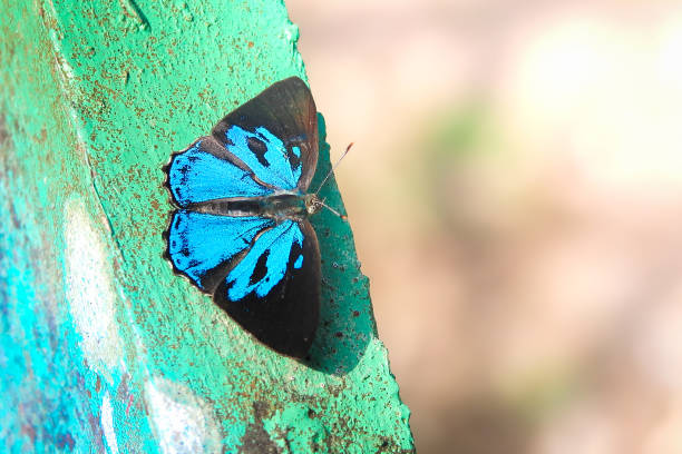 istock Blue and black butterfly on right space background 1144273942