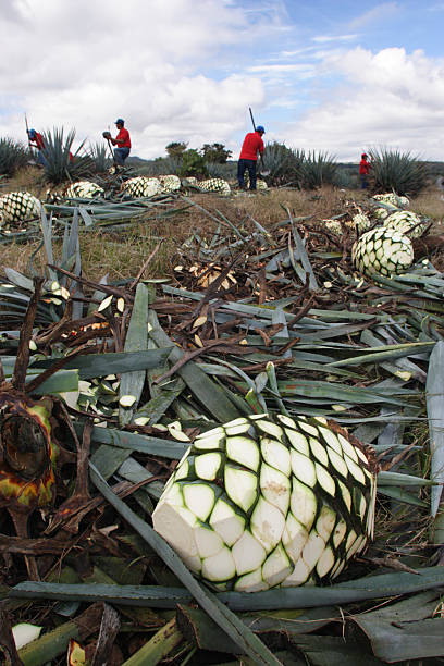 Portrait of a Muslim male adult taking care of his pineapple farm in Malaysia.
