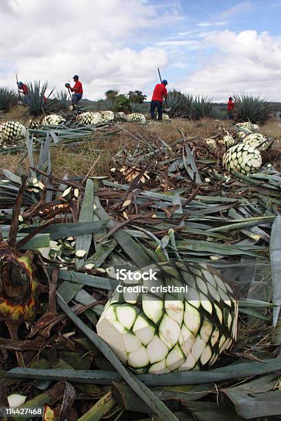 Agave Plant For Tequila Harvest Stock Photo - Download Image Now - Agave Plant, Tequila - Drink, Guadalajara - Mexico