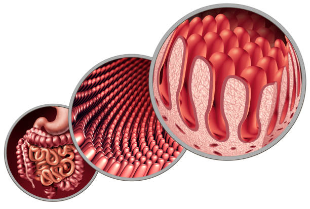 darmeropulation villi - villus stock-fotos und bilder