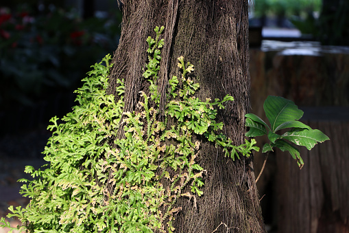 Mini fern creeper on the large tree base. It is a natural that is wet.