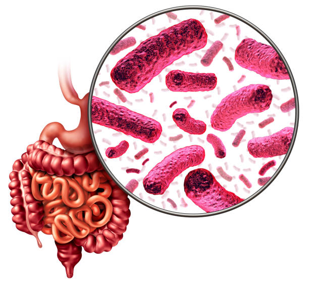 Digestion Bacteria Digestion bacteria and intestine or gut flora as intestinal bacterium medical anatomy concept as a 3D illustration. human intestine photos stock pictures, royalty-free photos & images
