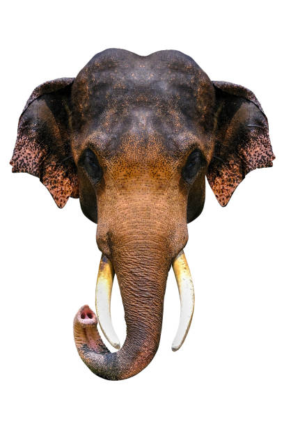 istock head of elephant isolated on white background 1144275244