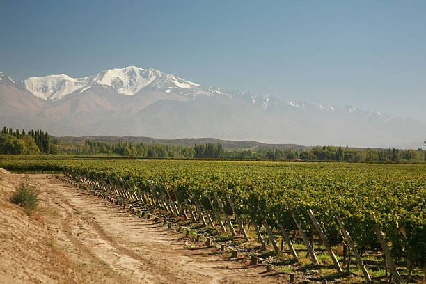 istock Vineyards in Tupungato Valley 114427556